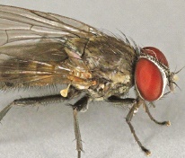 Lesser house fly